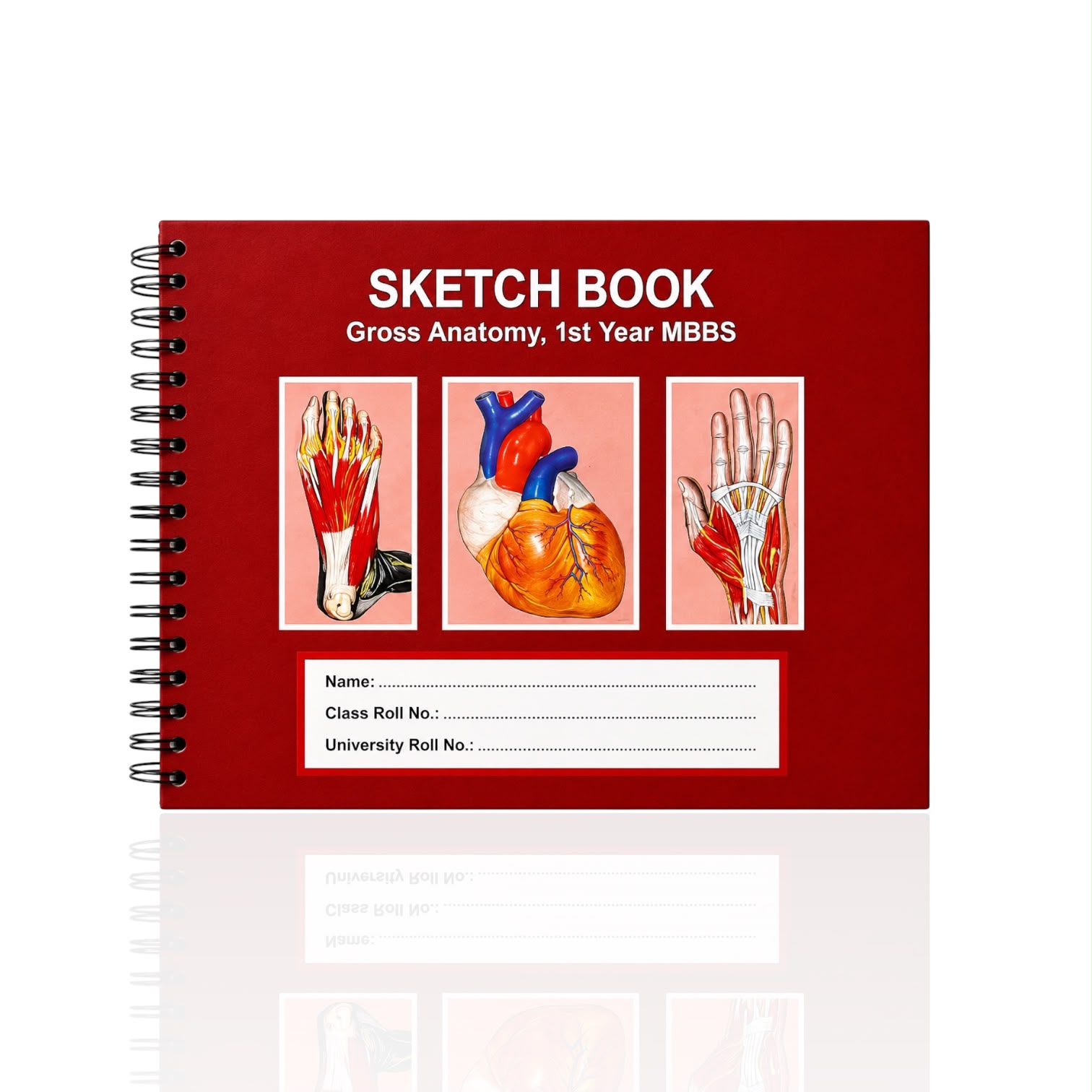 Sketch Book Gross Anatomy 1st Year MBBS