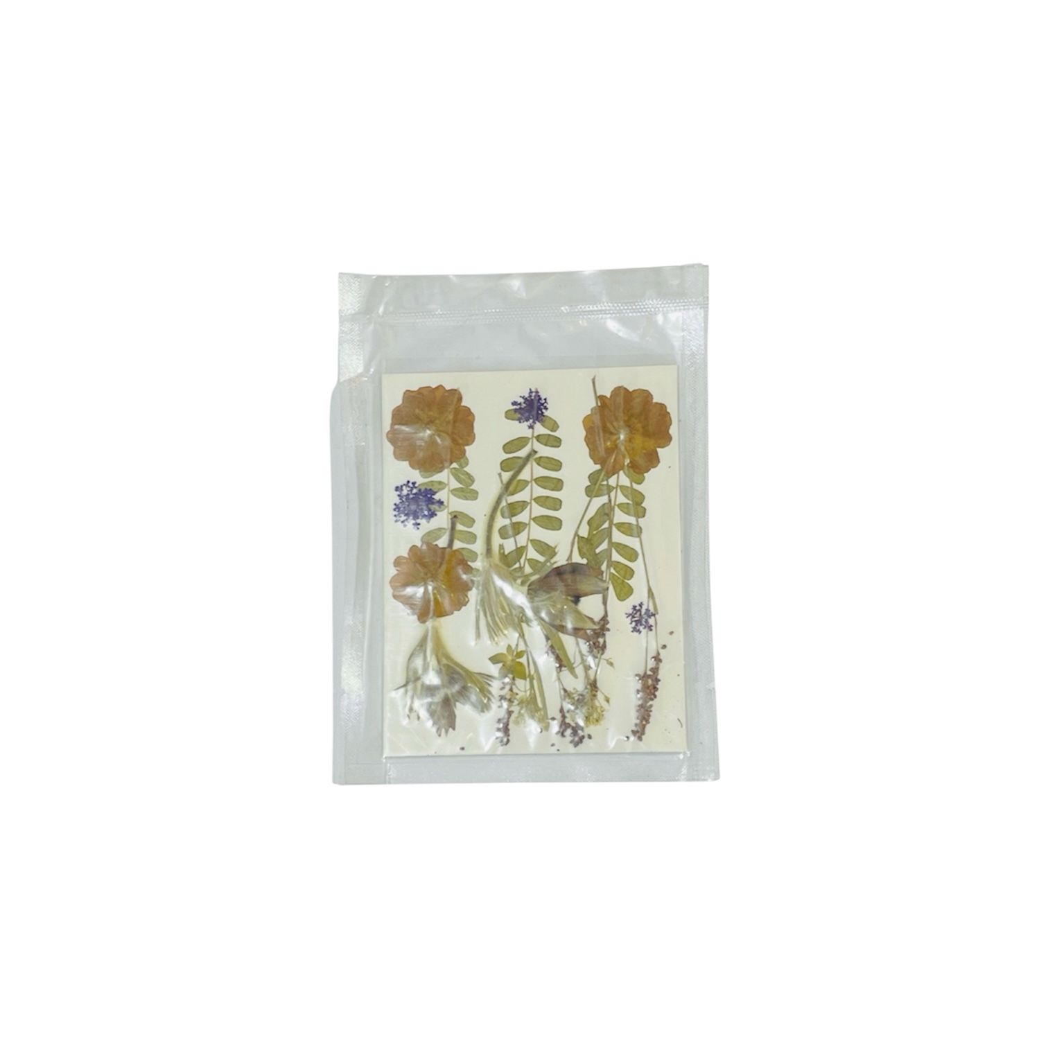 Original Dry flower Press Large Pkt